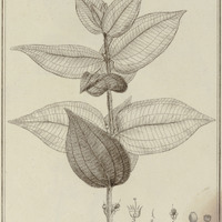 Melastoma Rubra