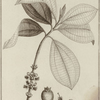 Melastoma Succosa