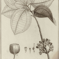 Melastoma arborescens