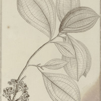 Melastoma Flavescens