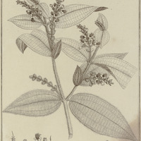 Malestoma Spicata