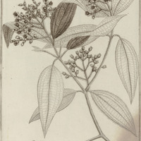 Malestoma Agrestis