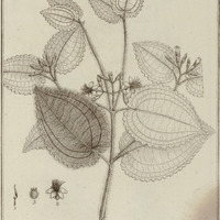 Melastoma Elegans