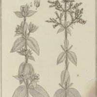 Melastoma Villosa