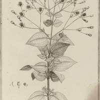 Melastoma Aquatica