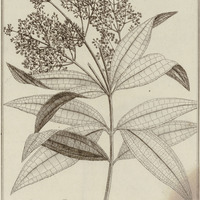 Melastoma Longifolia