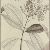 Melastoma Parviflora