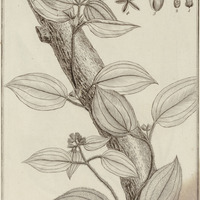 Melastoma Scandens