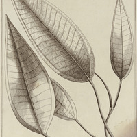 Melastoma Cacatin