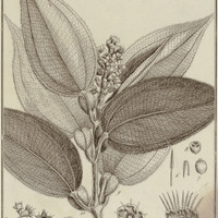Tococa Guyannensis