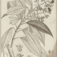 Fothergilla Mirabilin