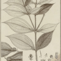 Mayetta Guyannensis