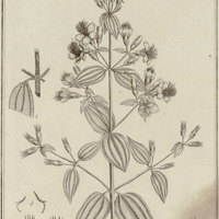 Tibouchina Aspera