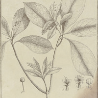 Tanibouca Guyannensis