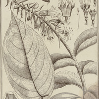 Cacoucia Coccinea