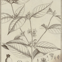 Mouriri Guyannenesis