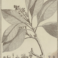 Malpighia Altissima