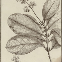 Mapighia Crassifolia