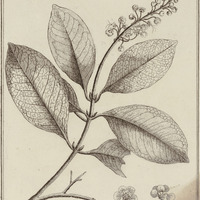 Malpighia Moureila