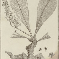 Malpighia Verbasci