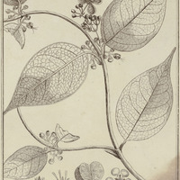 Banisteria Sunemariensis