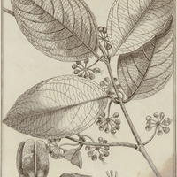 Banisteria Quapara