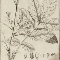 Rourea Frutescens