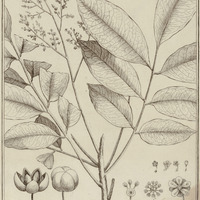 Tapiria Guyannensis