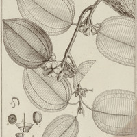 Topobea Parasitica