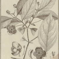 Psidium Grandiflorum