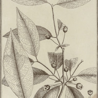 Psidium Aromaticum