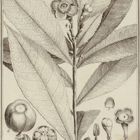 Pirigara Tetrapetala