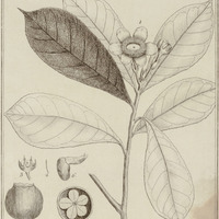 Pirigara Hexapetala