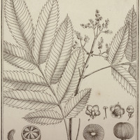 Touroutia Guyannensis