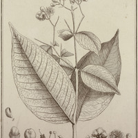 Eugenia Comete