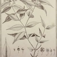 Eugenia Mini