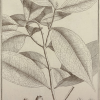 Eugenia Sinemariensis
