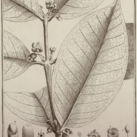 Eugenia Latifolia
