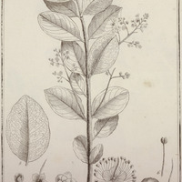 Eugenia Tomentoso