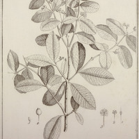 Eugenia guyannensis