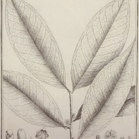Eugenia Undulata