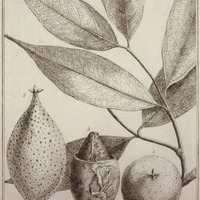 Catinga Moschala Aromatica