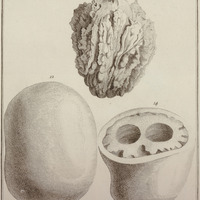 Fructus Parinari