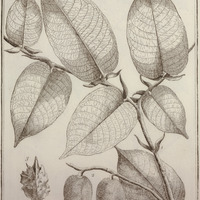 Parinari Campestris