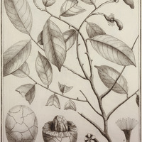 Couëpia Guyannensis