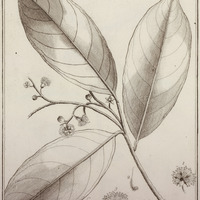 Moquilea Guyannensis