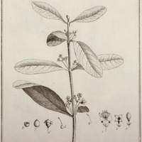 Crenea Maritima