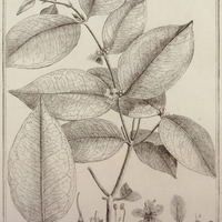 Cassipourea Guyannensis