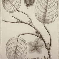Slonea Sienemariensis