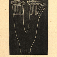 Fig. 8.— Caulastrœa furcata, Dana